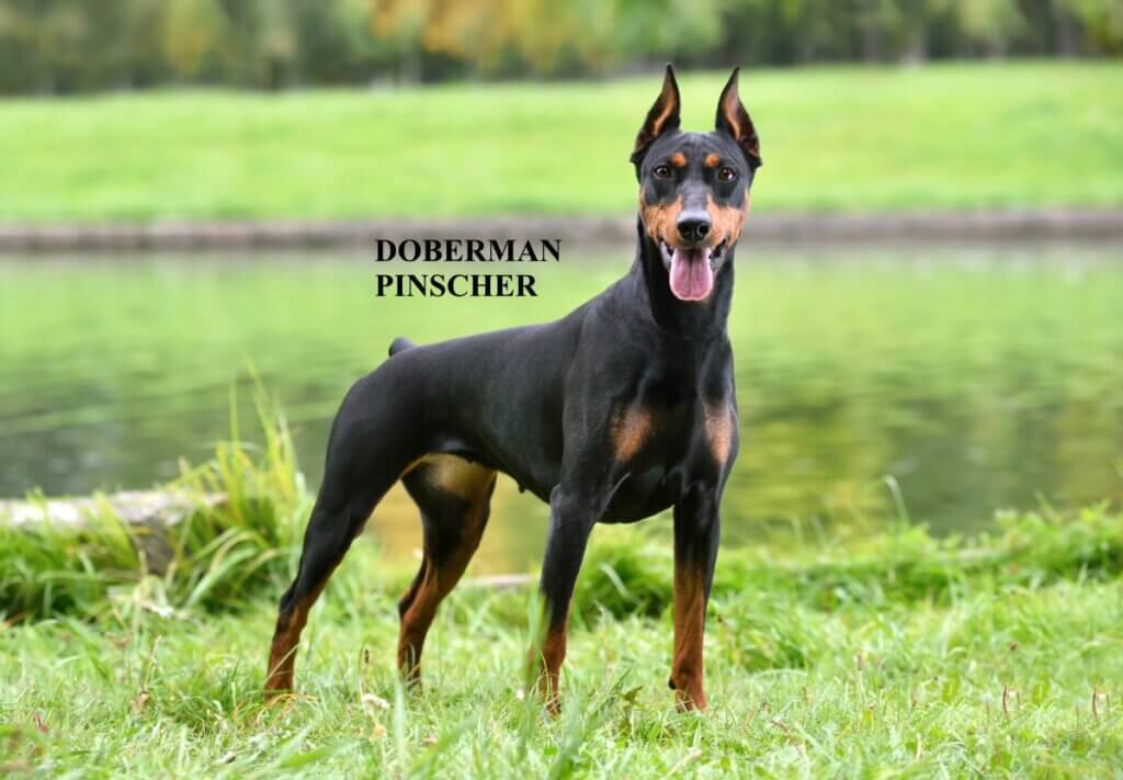 Doberman Pinscher