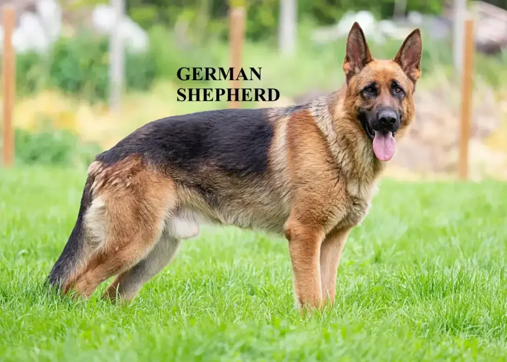 German Shepherd