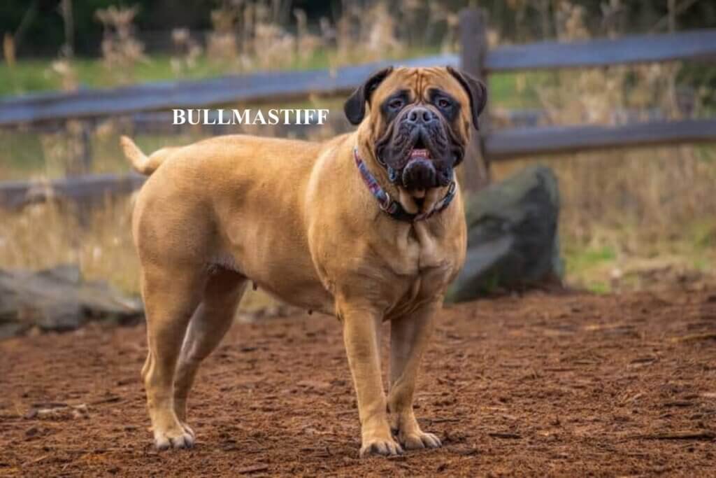  Bullmastiff